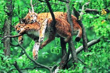 A picture of two snuggling bobcats in a tree.