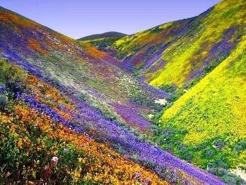 A picture of beautiful green and flowering hills.
