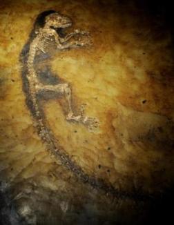 A picture of a recent fossil that scientists hope is 'the missing link'.