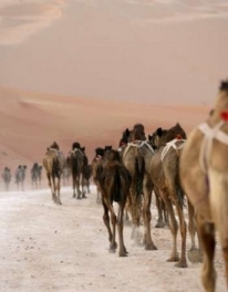 A photograph of a camel Caravan.