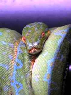 A picture of a large green serpent representing Satan.