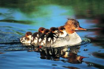 A picture of baby ducks on their swimming mother's back.